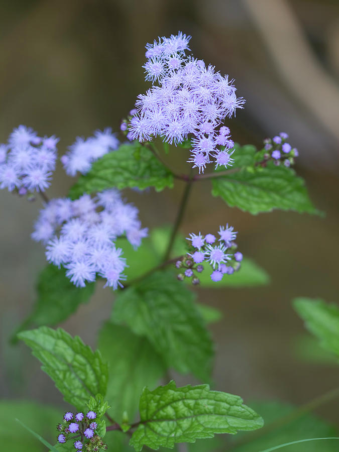 Wild Lavender Ageratum Wildflowers Photograph by Kathy Clark