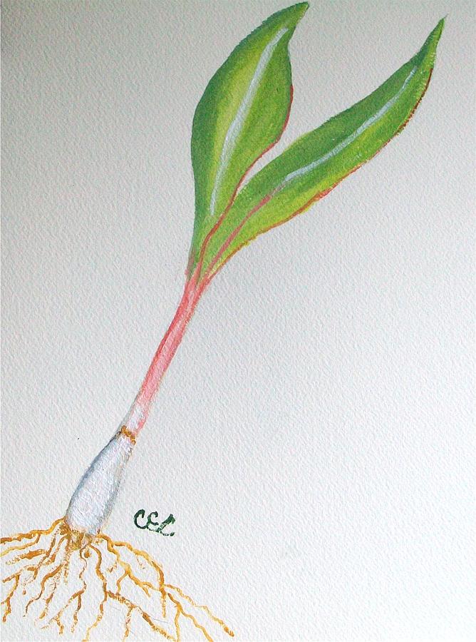 Wild Leek Painting by Carolyn Cable