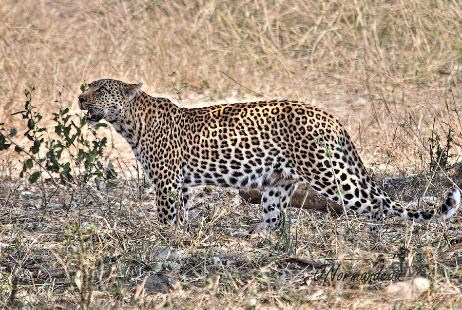 Leopard Photograph - Wild Leopard 1 by Sarah  Lalonde