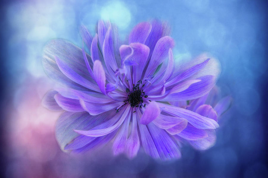 Wild Lilac Anemone Digital Art by Terry Davis