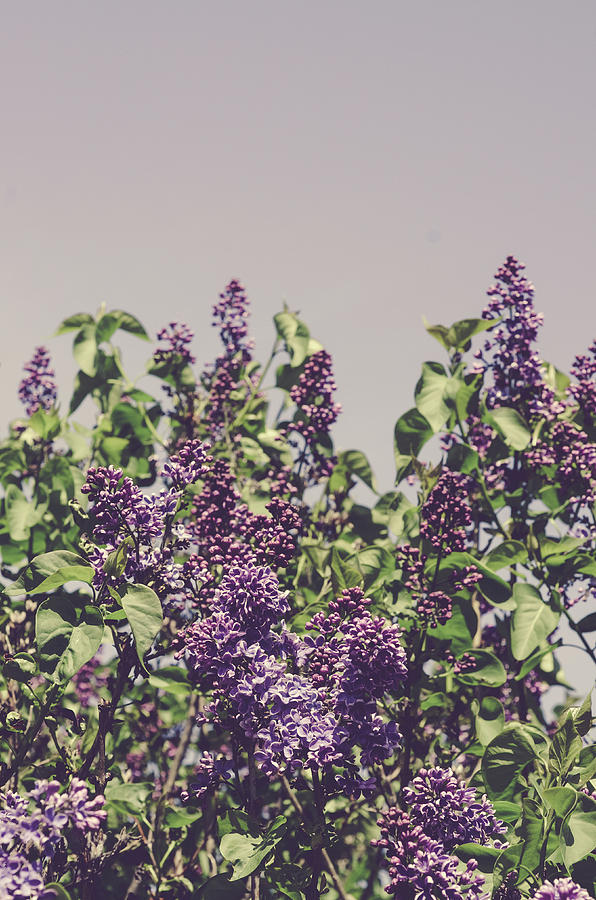 Flower Photograph - Wild Lilacs by Olivia StClaire