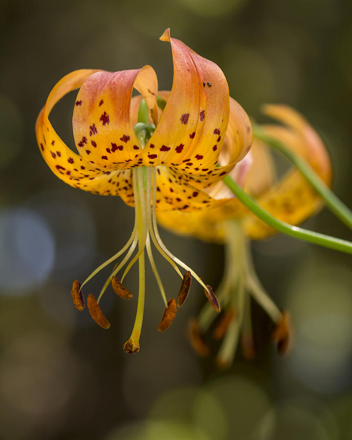 Wild Lilies Photograph by Bruce Frye - Fine Art America