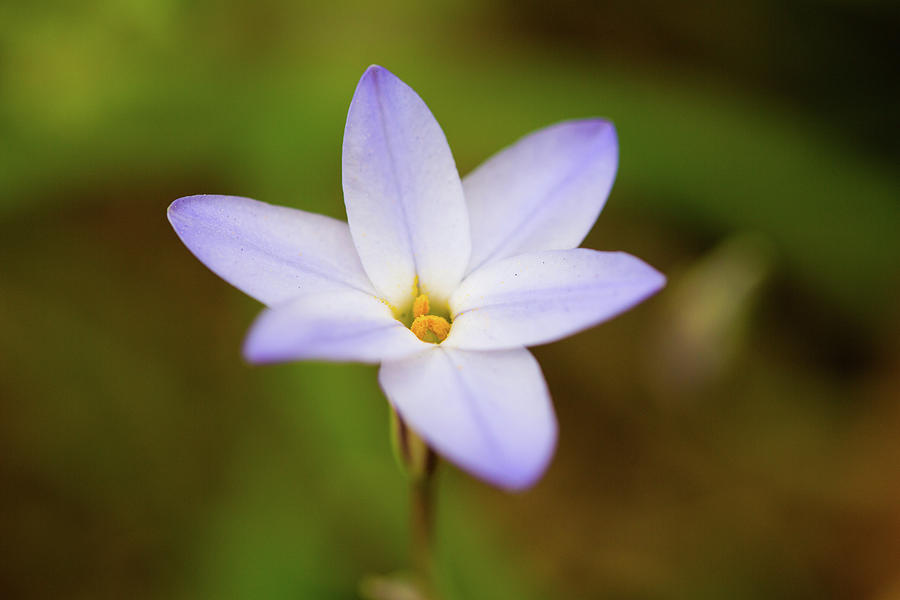 Wild Lilly Columbia South Carolina Photograph by Carol Mellema | Fine ...