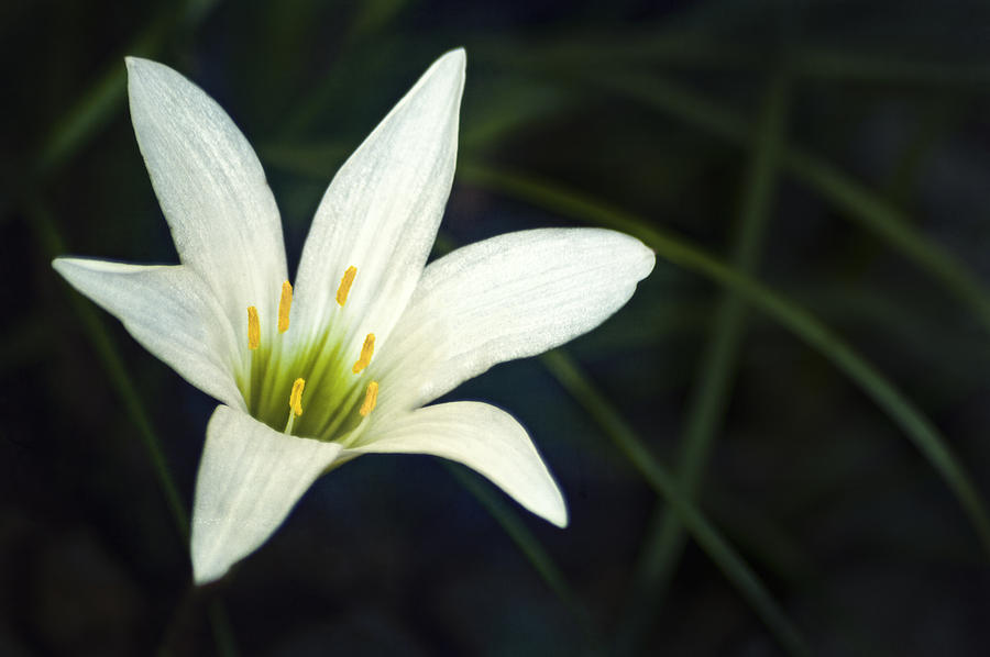 Wild Lily Photograph by Carolyn Marshall