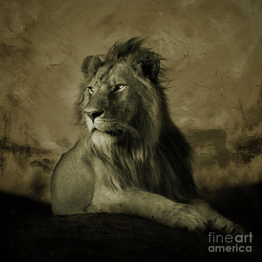Wild Lion King  Painting by Gull G