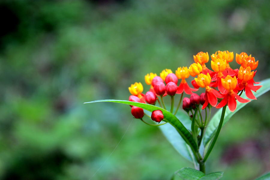 Nature Photograph - Wild Little Red Flowers by Silpa Saseendran