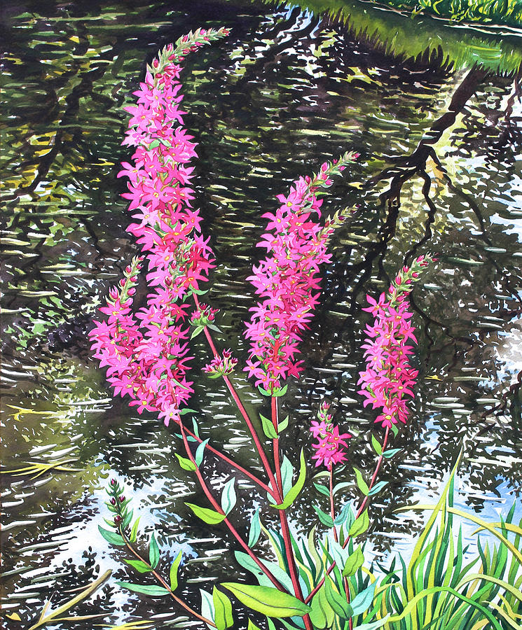 Flower Painting - Wild Loosestrife by Christopher Ryland