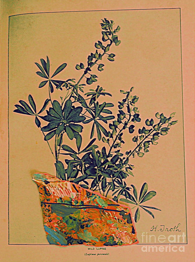 Wild Lupine 1904 Digital Art by Nancy Kane Chapman