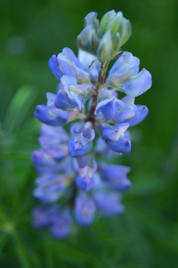 Wild Lupine Photograph by Forest Floor Photography