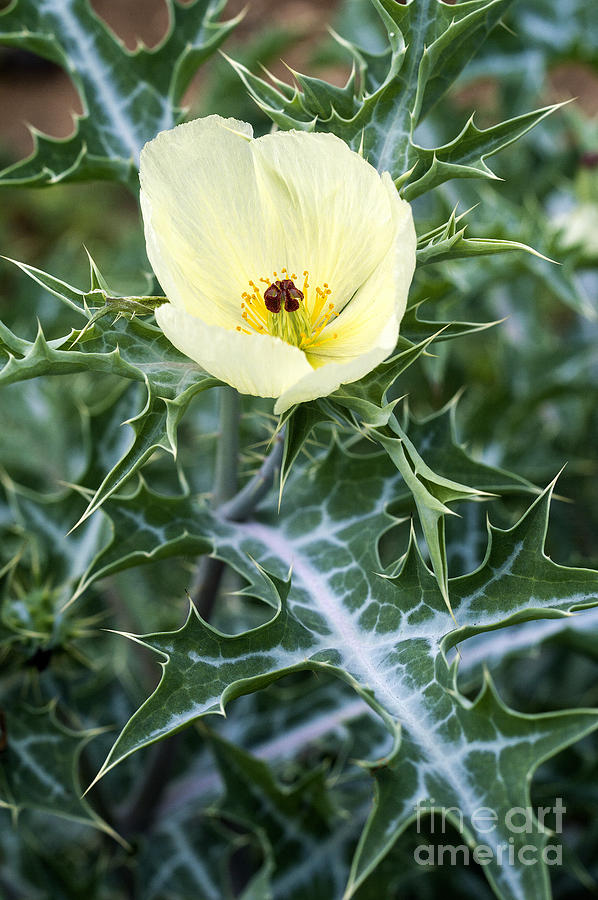 Wild prickly poppy Photograph by Morris Keyonzo