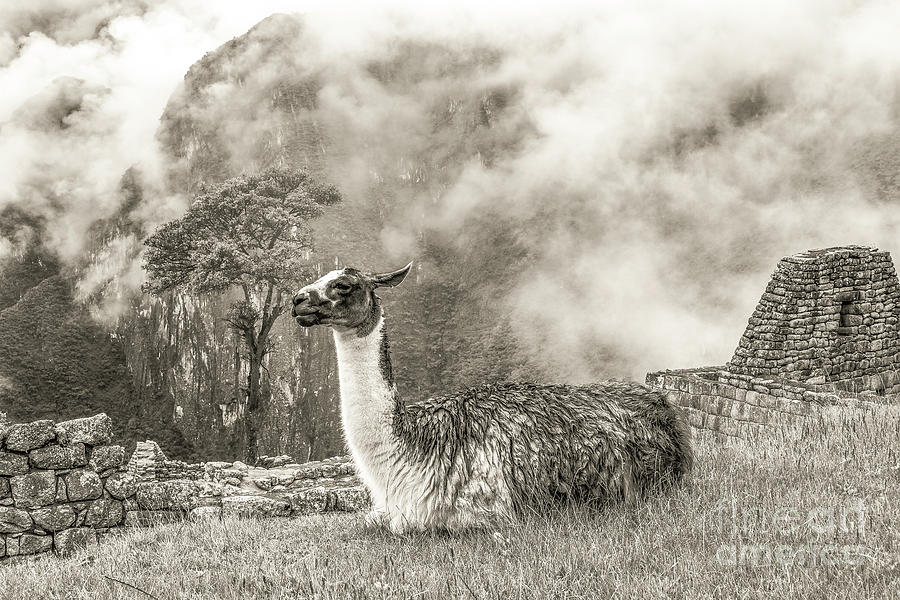Wild Machu Picchu Photograph by Ksenia VanderHoff