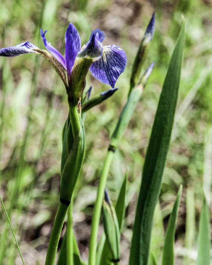 WIld Maine Iris Photograph by Daniel Hebard