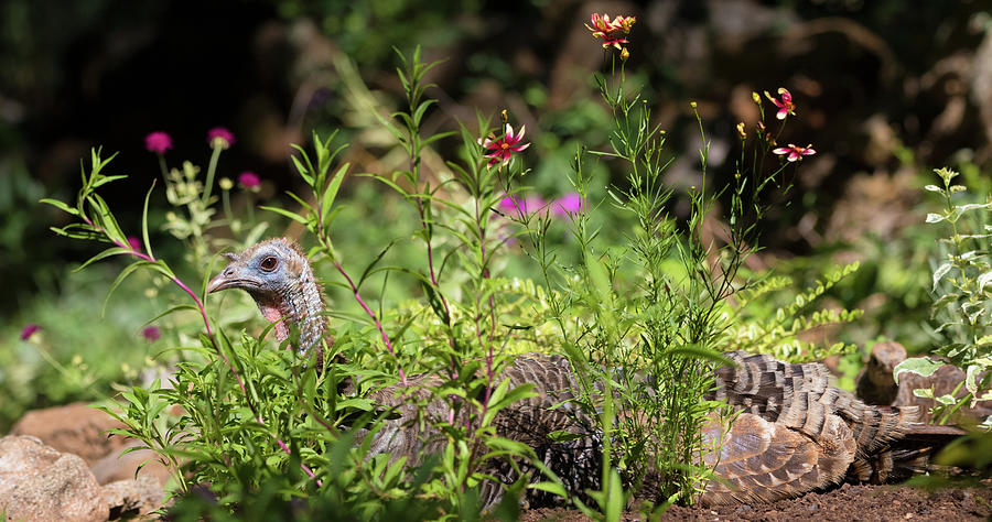 Wild Mama Turkey in the Garden Photograph by Kathleen Bishop