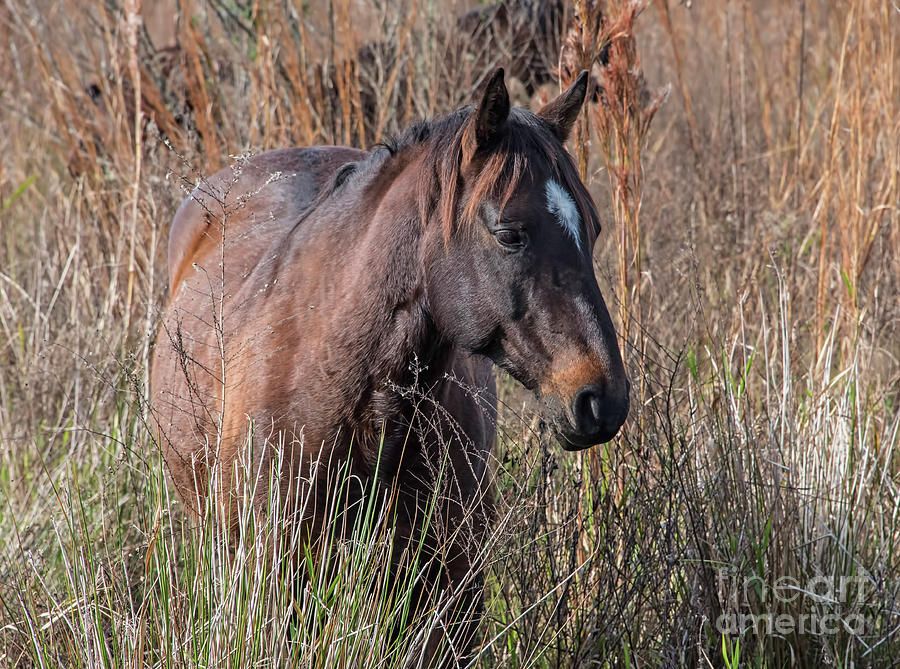 Wild Mare Photograph by D Hackett