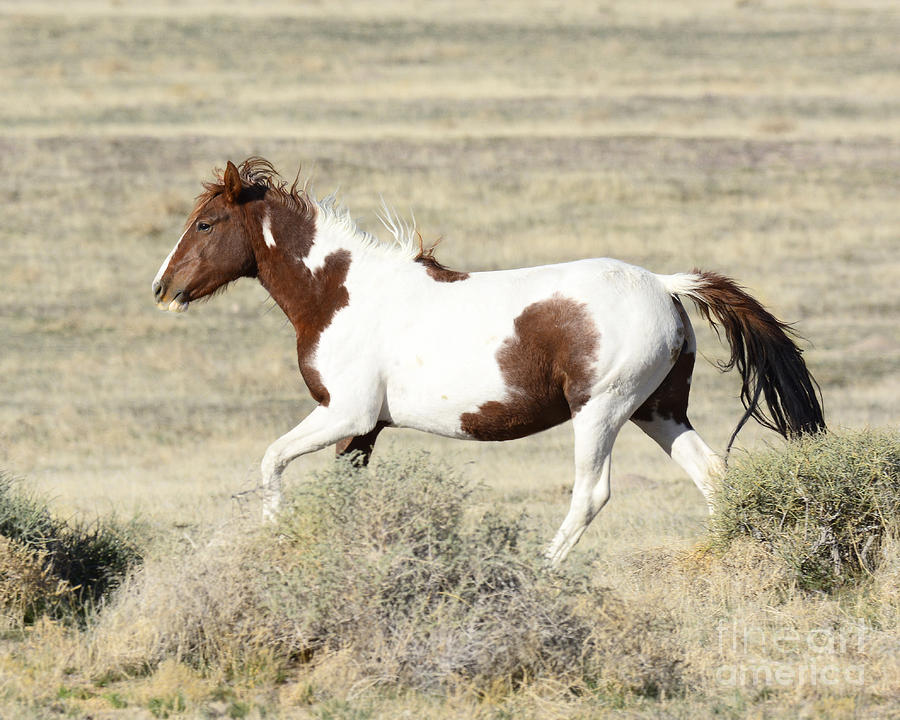 Wild Mare Photograph by Dennis Hammer - Fine Art America