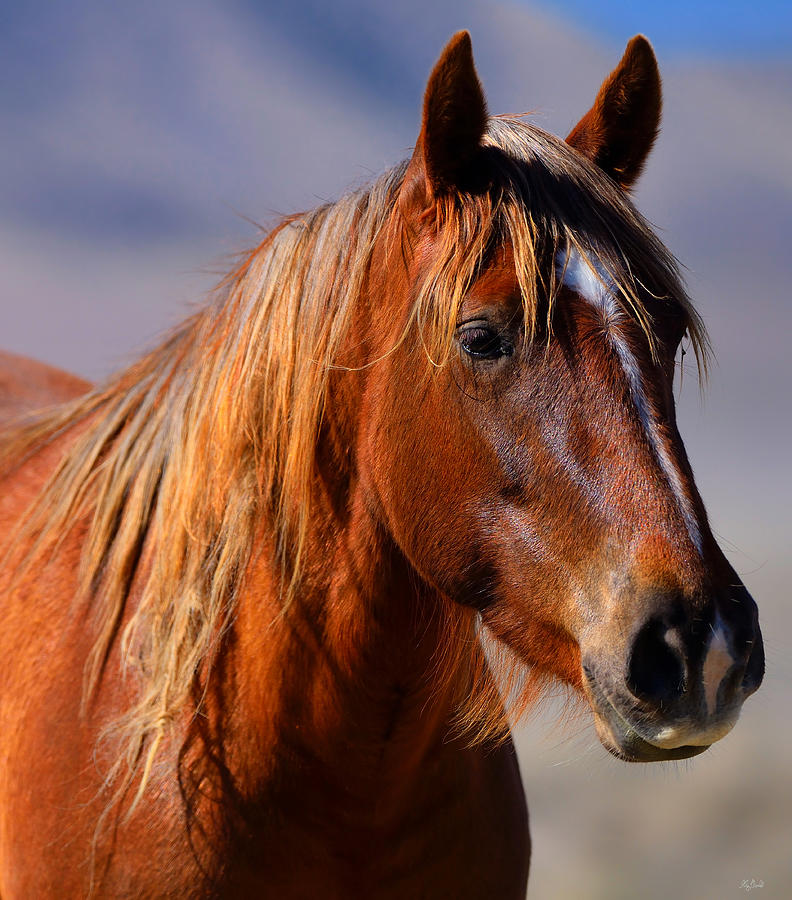 Wild Mare Portrait Photograph by Greg Norrell