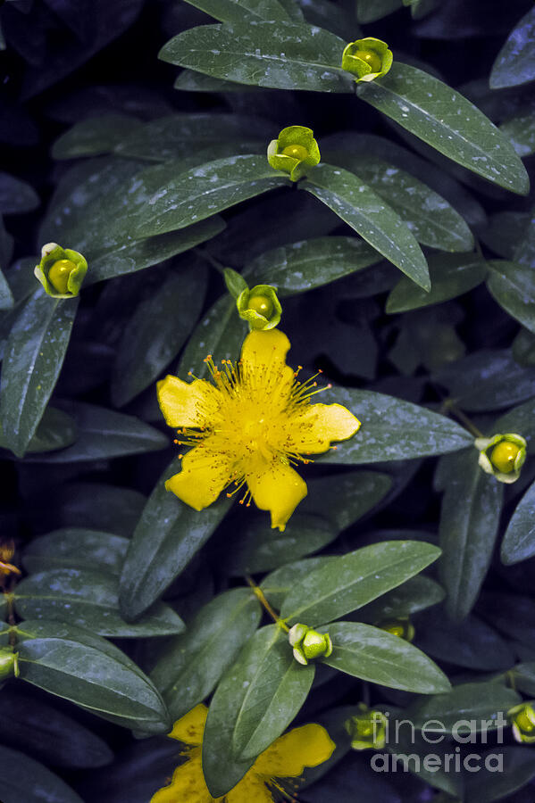 Garden Photograph - Wild Marsh Marigold by Bob Phillips