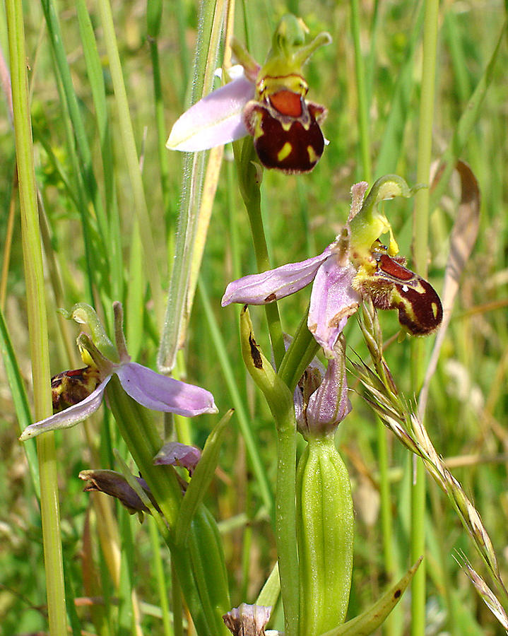 Wild meadow bee orchids Photograph by Susan Baker