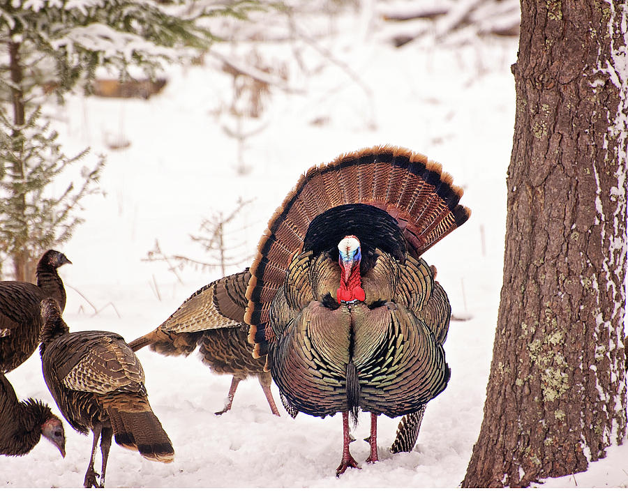Wild Michigan Turkey Print Photograph by Gwen Gibson
