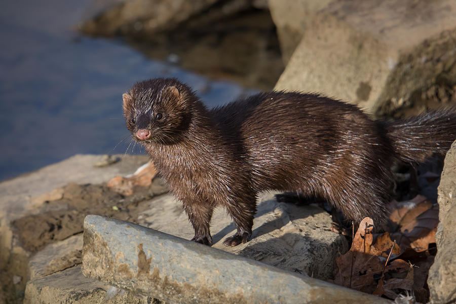 Wild Mink Photograph by Kevin Giannini