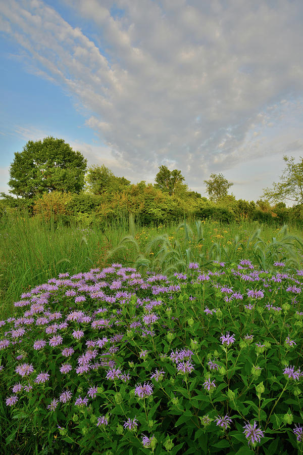Wild Mint in Moraine Hills State Park Photograph by Ray Mathis