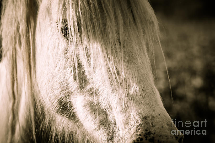 Horse Photograph - Wild Missouri Mare by Lynn Sprowl