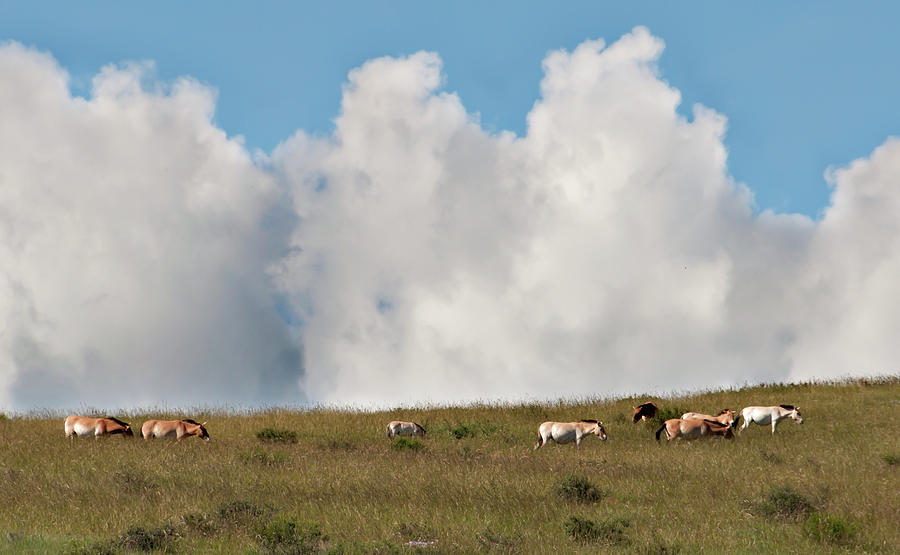 Wild Mongolian Horses Photograph by Alan Toepfer