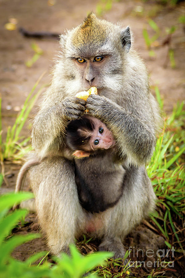 Wild Monkey Eating an Orange While Holding Her Baby On Top of Mount Batur Volcano in Bali, Indonesia by Global Light Photography - Nicole Leffer Wild Monkey Eating an Orange While Holding Her Baby On Top of Mount Batur Volcano in Bali, Indonesia by Global Light Photography - Nicole Leffer