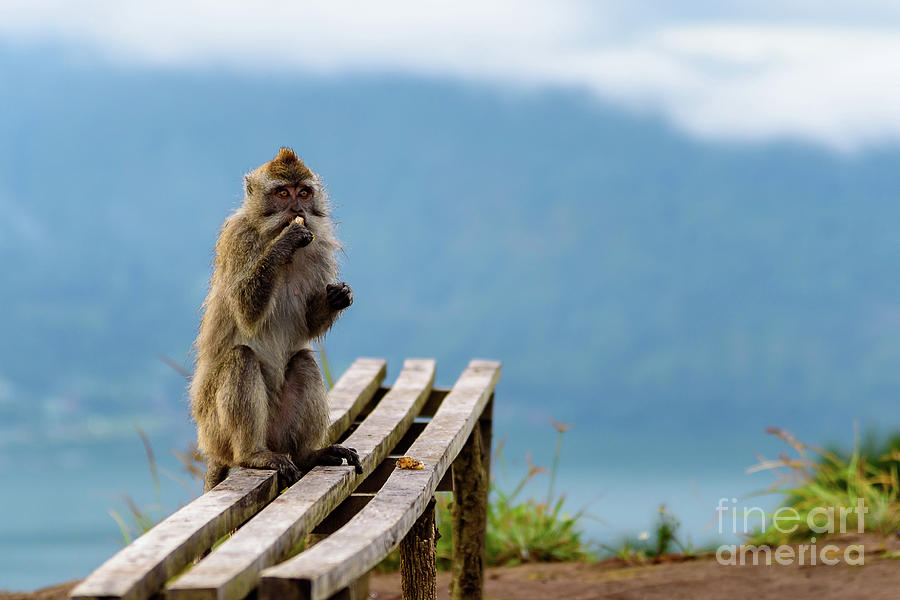 Wild Monkey eats his Breakfast with A View Of Lake Batur from the top of Mount Batur Volcano in Bali by Global Light Photography - Nicole Leffer Wild Monkey eats his Breakfast with A View Of Lake Batur from the top of Mount Batur Volcano in Bali by Global Light Photography - Nicole Leffer