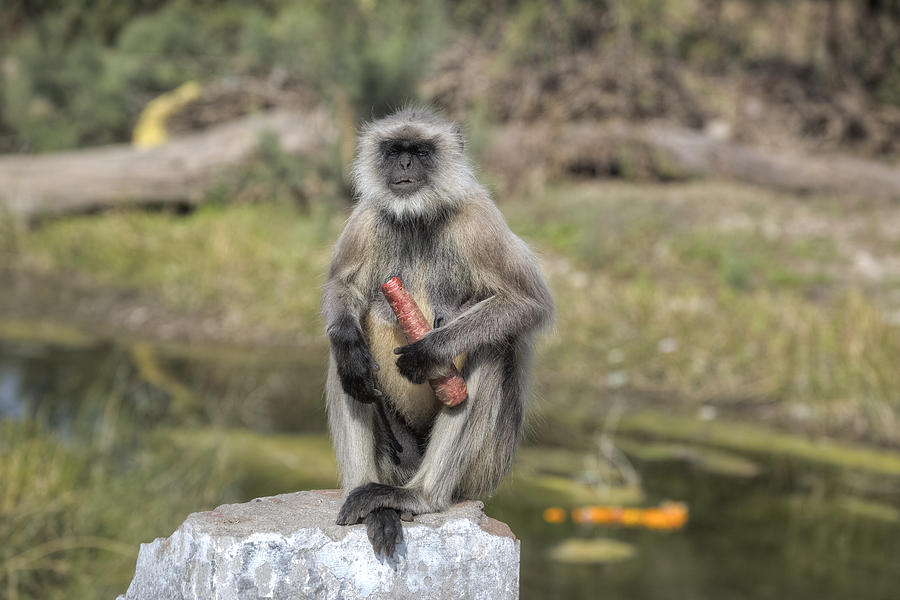 wild monkey in Rajasthan - India Photograph by Joana Kruse