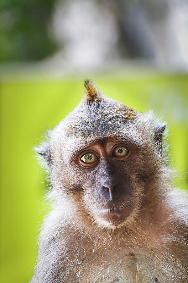 Wild Monkey Portrait Photograph by Rick Deacon