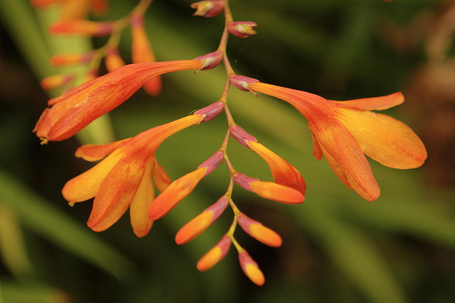 Wild Montbretia Photograph by Adrian Wale