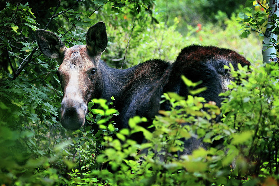 Moose Photograph - Wild Moose by Dan Pearce Moose Photograph - Wild Moose by Dan Pearce