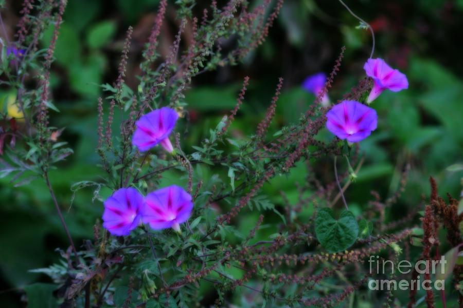 Wild Morning Glories Photograph by Smilin Eyes Treasures