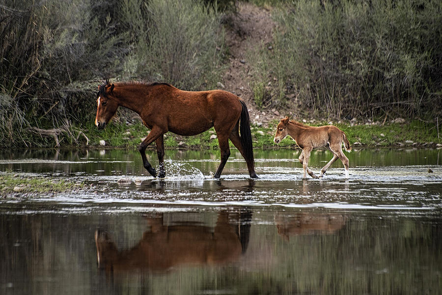 Wild Mother and Foal horses walk in the Salt River  Photograph by Dave Dilli