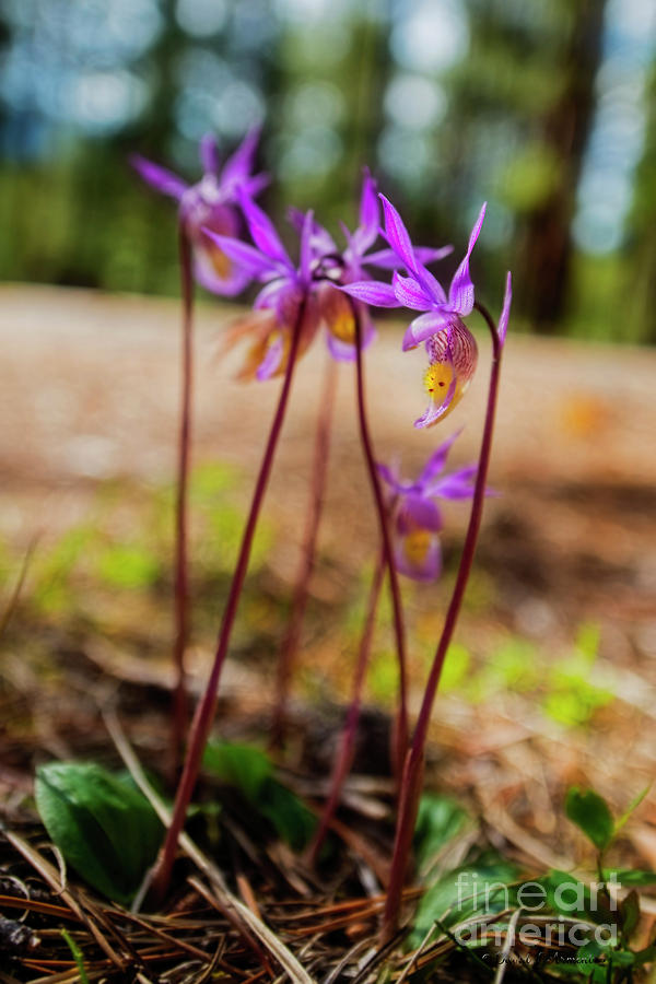 Wild Mountain Orchids Photograph by David Arment