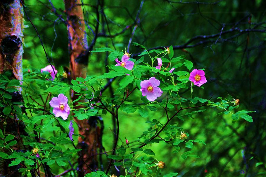 Wild Mountain Rose Photograph