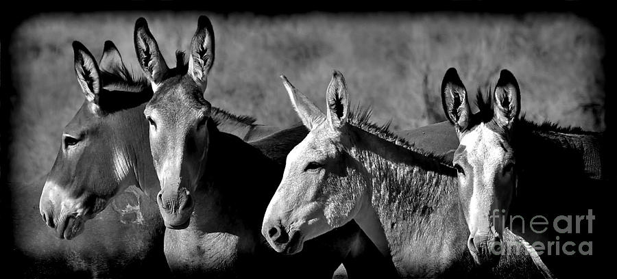 Wild Mules Noir Photograph by Gus McCrea