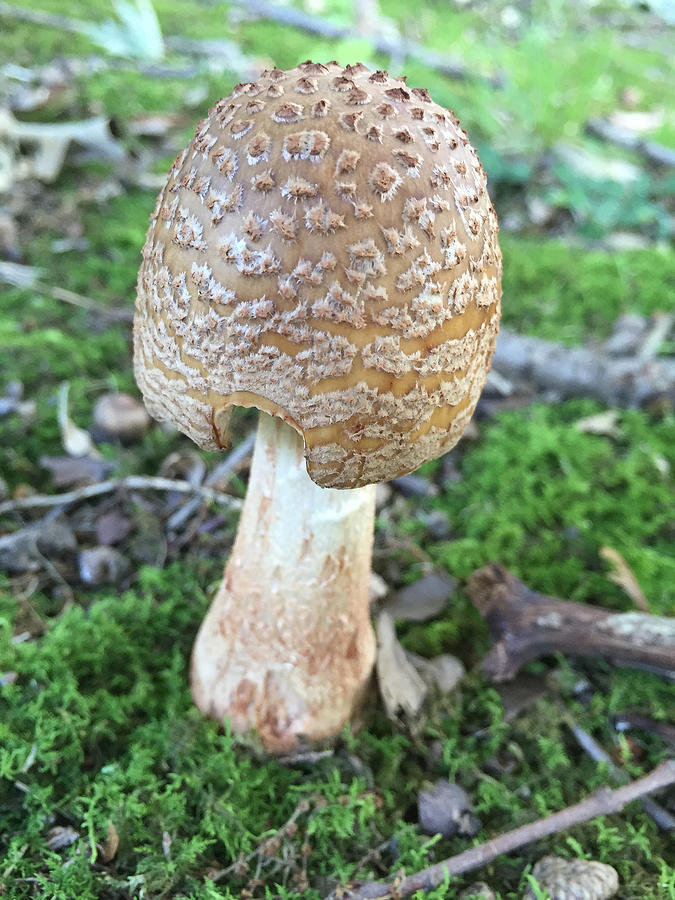 Wild Mushroom 1 Photograph by Dorothy Maier