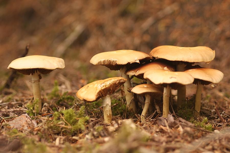Wild mushroom - 2 Photograph by Chris Smith