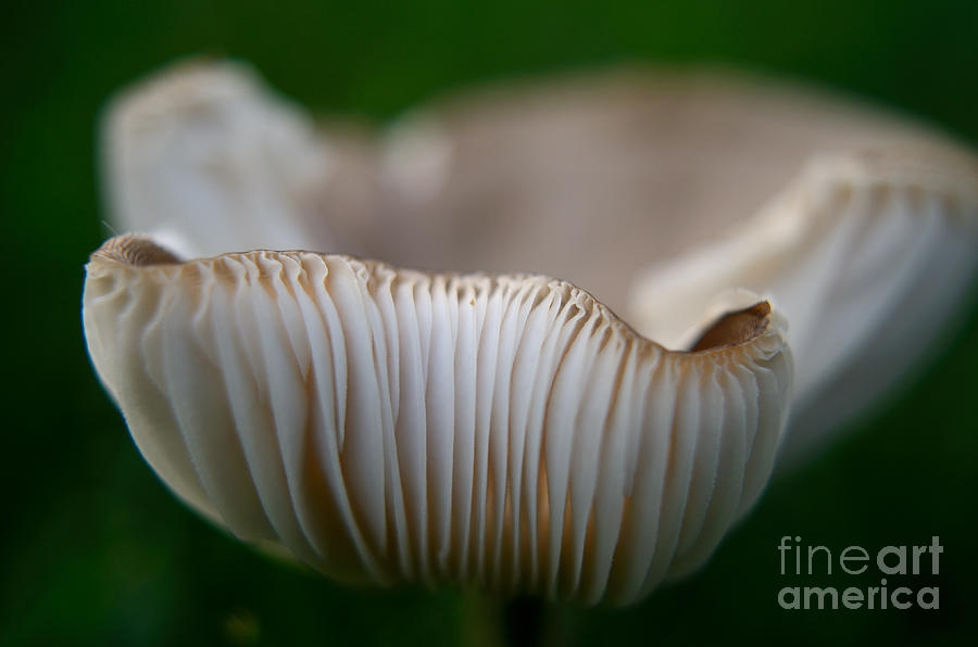 Wild Mushroom-3 Photograph by Steve Somerville