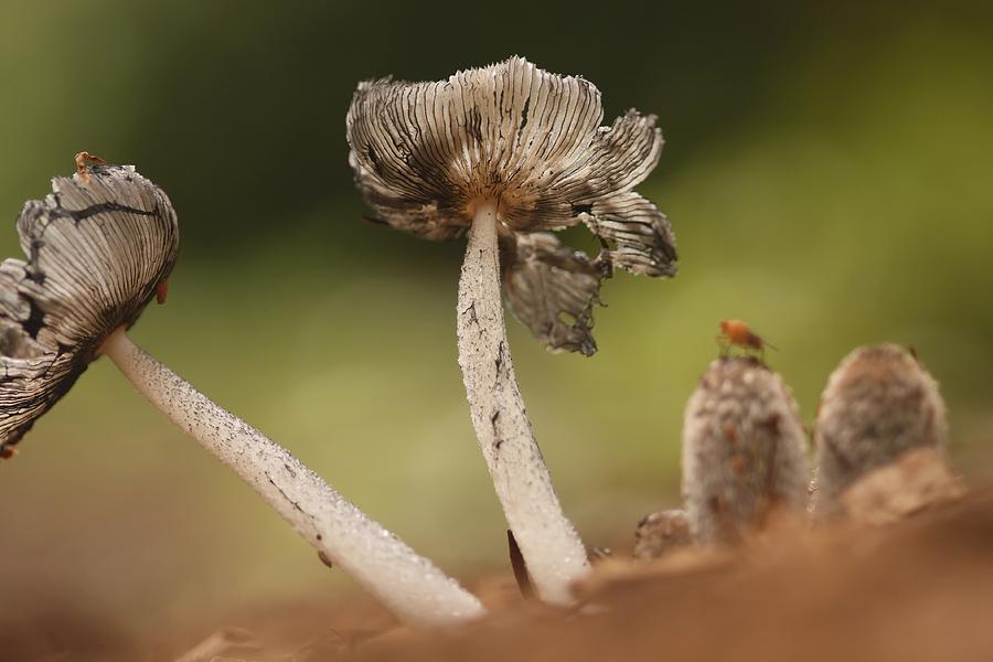 Wild mushroom Photograph by Chris Smith