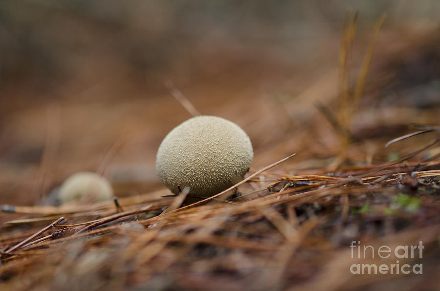 Wild mushroom, dusky puffball Photograph by Perry Van Munster