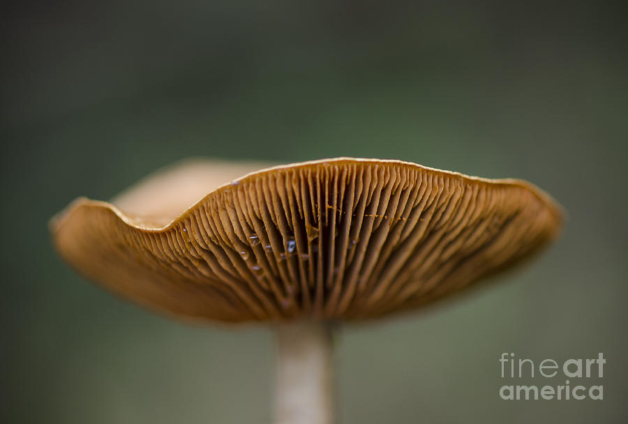 Mushroom Photograph - Wild mushroom growing in forest by Perry Van Munster