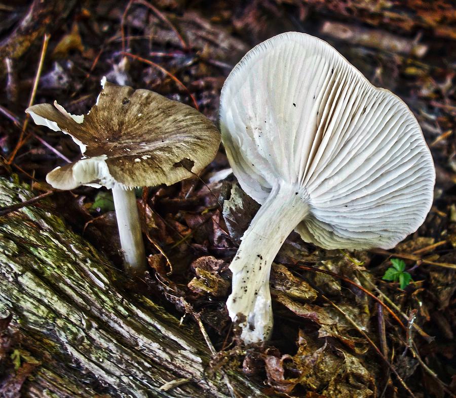 Wild Mushroom Photograph by Joan Reese