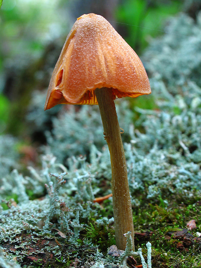 Wild Mushroom  Photograph by Juergen Roth