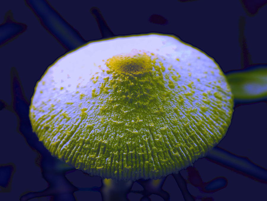 Wild Mushroom Photograph by M Diane Bonaparte