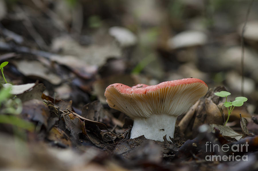 Wild mushroom, russula fageticola Photograph by Perry Van Munster