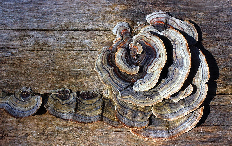 Wild Mushroom Photograph by Steve Somerville
