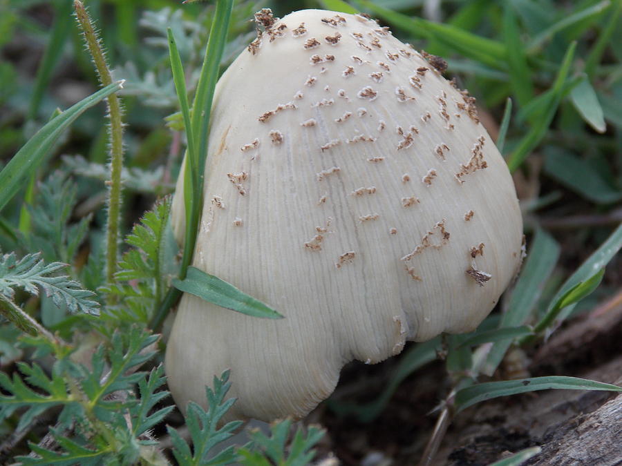 Wild Mushroom Photograph by Virginia White
